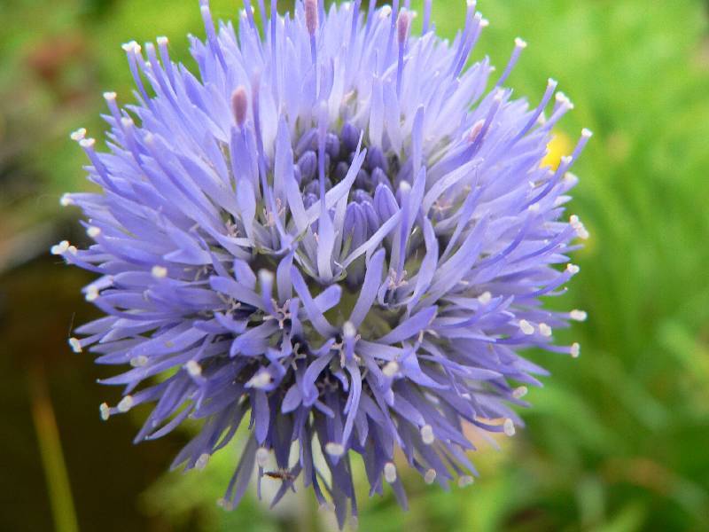 Unser Orchideenpark Bild Nr.113